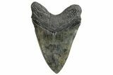 Huge, Fossil Megalodon Tooth - South Carolina #226641-2